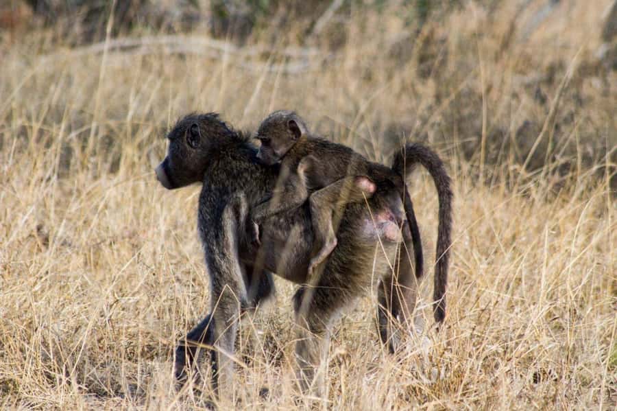 Kruger National Park Full-Day Safari - What the $130 price really covers