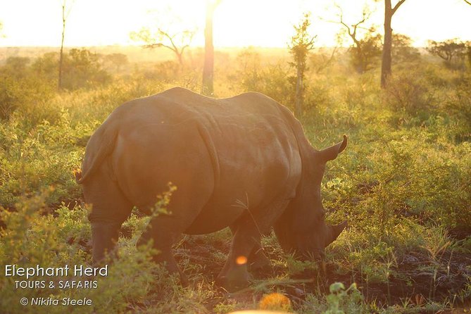 Kruger National Park Full-Day Safari from Hazyview - Through Kruger’s Main Gate at 5:30 a.m.