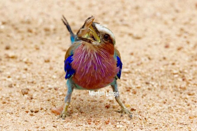 Kruger National Park Full-Day Safari from Hazyview - Breakfast Around 8:30 a.m. to 9:15 a.m.