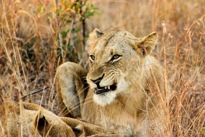 Kruger National Park Full-Day Safari from Hazyview - The Guide Makes the Difference