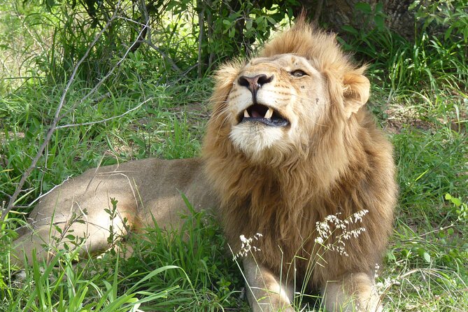 Kruger National Park Full-Day Safari from Hazyview - Searching for the Big Five