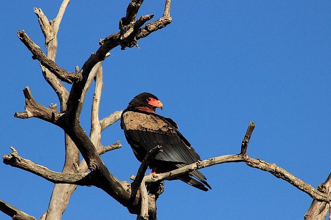 Kruger National Park Full Day Safari Tour - Why the early start matters in Kruger