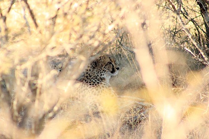 Kruger National Park Full Day Safari Tour - Lunch at Skukuza around noon