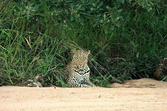 Kruger National Park Full Day Safari Tour - The afternoon search and unpredictable sightings