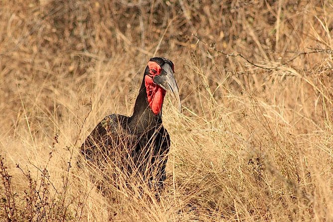 Kruger National Park Full Day Safari Tour - What the $215.52 price really covers