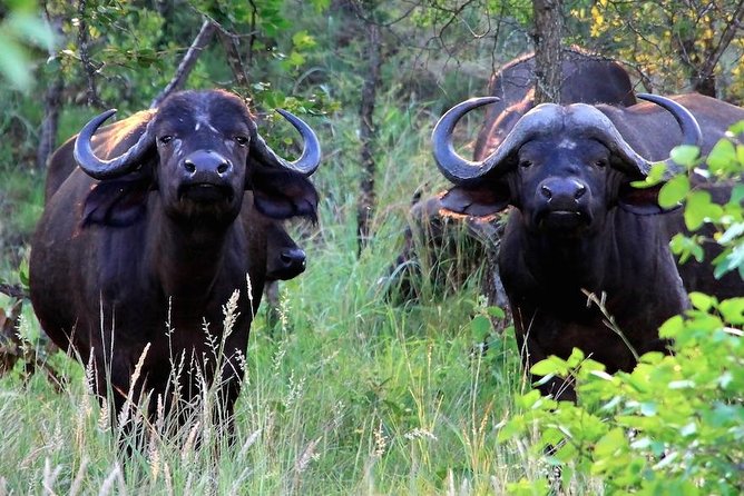 Kruger National Park Full Day Safari Tour - Practical clothing and packing advice