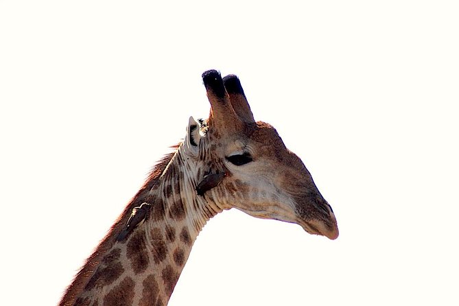 Kruger National Park Full Day Safari Tour - A guide-led search for the Big Five