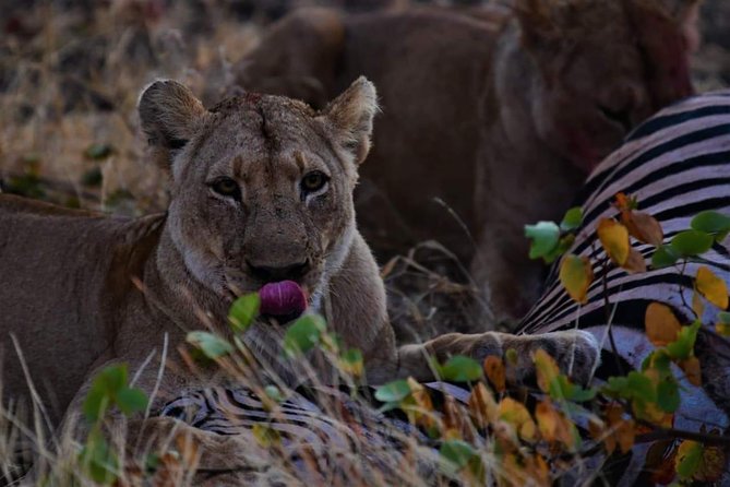 Kruger National Park Full Day Tour Minimum 2people - Eight Hours Among Kruger’s Animals