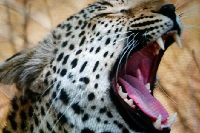 Kruger National Park Full Day Tour Minimum 2people - Who Will Enjoy This Safari Most
