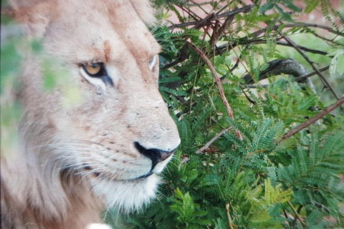 Kruger National Park Full Day Tour Minimum 2people - Practical Tips for a Better Day