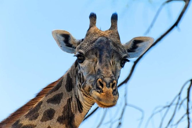 Kruger National Park Full Day Tour Minimum 2people - What the $80.52 Price Really Covers