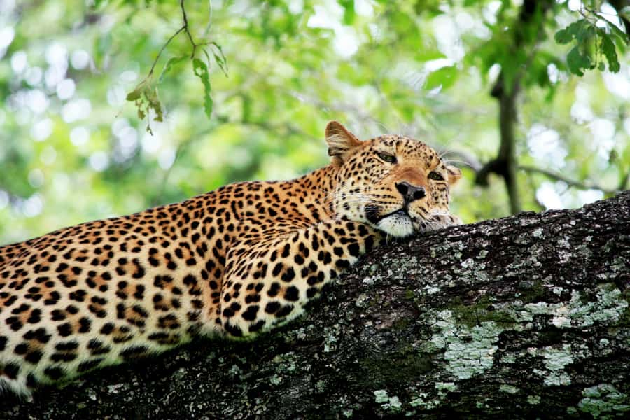 Kruger National Park half day - Key points to know before booking
