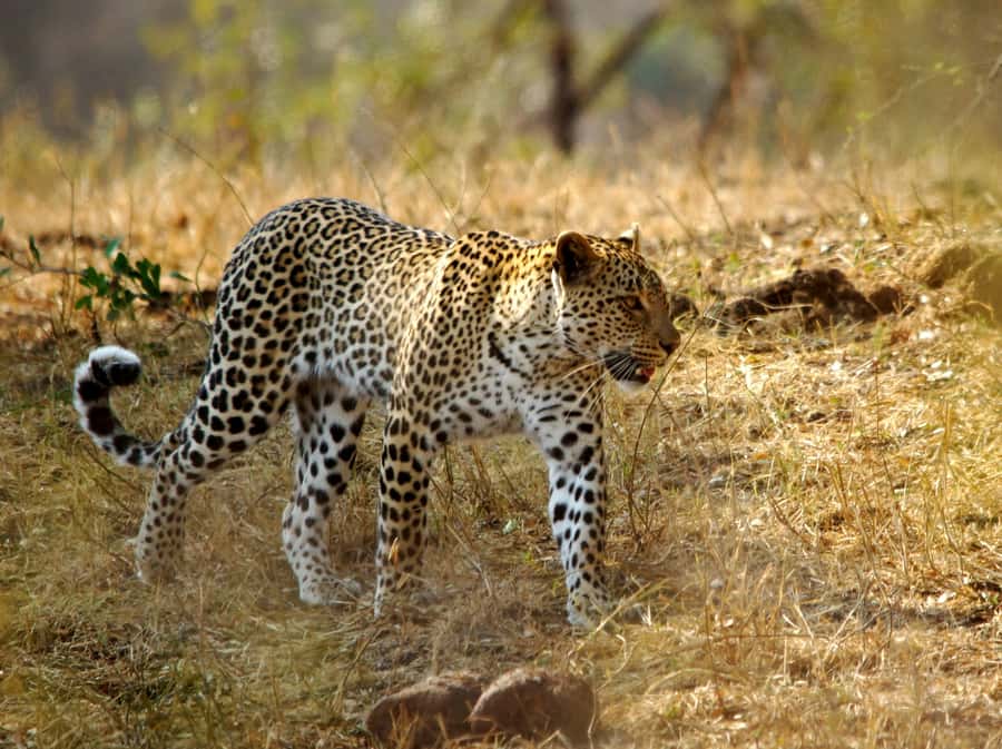 Kruger National Park half day - Who should choose this safari
