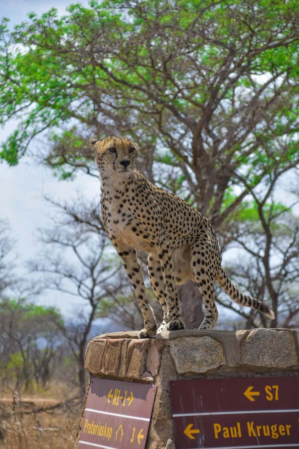 Kruger National Park half day - Why this half-day Kruger drive can be a good fit