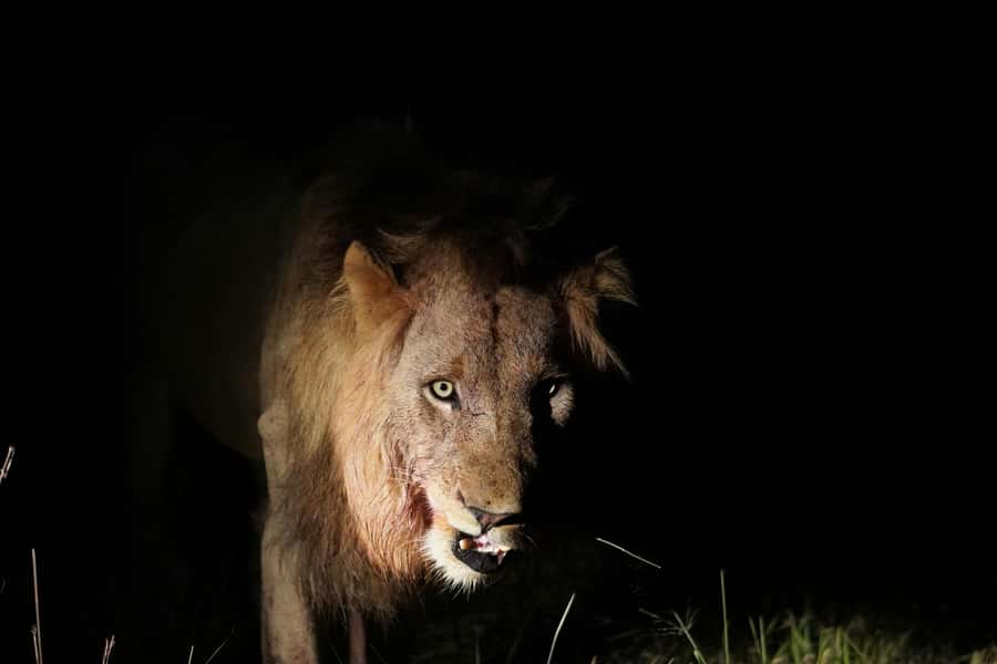Kruger National Park half day - What the $44 price really covers