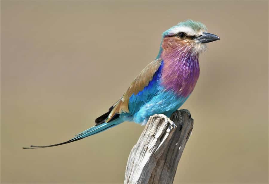 Kruger National Park half day - The biggest issue is dependable pickup