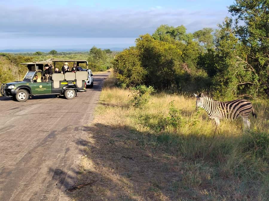 Kruger National Park half day - An early start from Hazyview