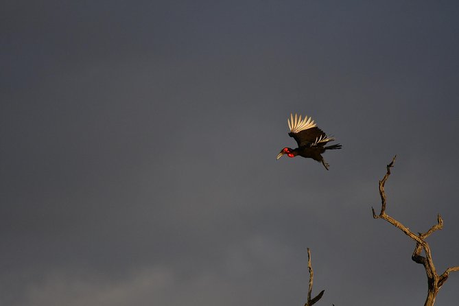 Kruger National Park l Private Afternoon Safari from Hazyview - From Hazyview to Phabeni Gate