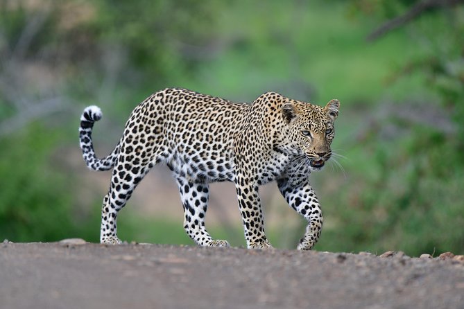 Kruger National Park l Private Afternoon Safari from Hazyview - What the open safari vehicle changes