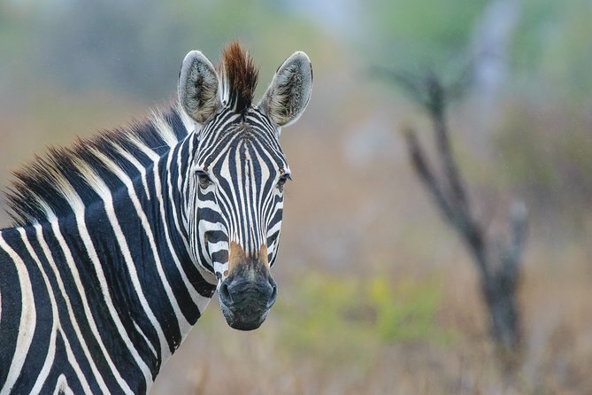 Kruger National Park l Private Afternoon Safari from Hazyview - Guide quality and the human side of the drive