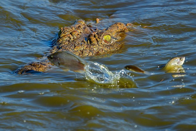 Kruger National Park l Private Afternoon Safari from Hazyview - The waterhole strategy during the warm hours