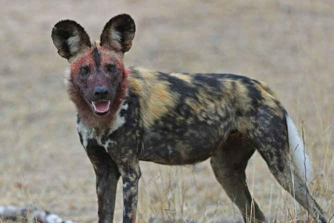 Kruger National Park Morning Game Drive from Hazyview - Why the Early Start Matters in Kruger