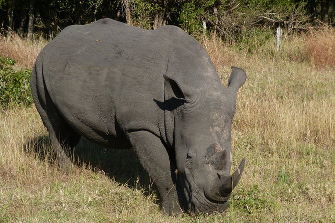 Kruger National Park Morning Game Drive from Hazyview - Three Hours of Early Wildlife Viewing
