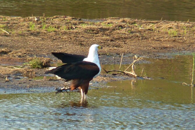 Kruger National Park Morning Game Drive from Hazyview - Breakfast and a Break at Skukuza