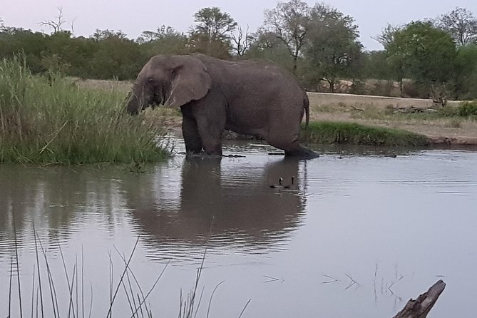 Kruger National Park Morning Game Drive from Hazyview - The Second Search Before the 11h30 Exit