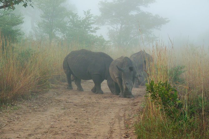 Kruger National Park Morning Game Drive from Hazyview - Entering Kruger at About 05h30