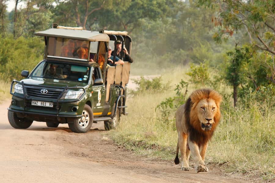 Kruger National Park: Morning Safari - Key points at a glance