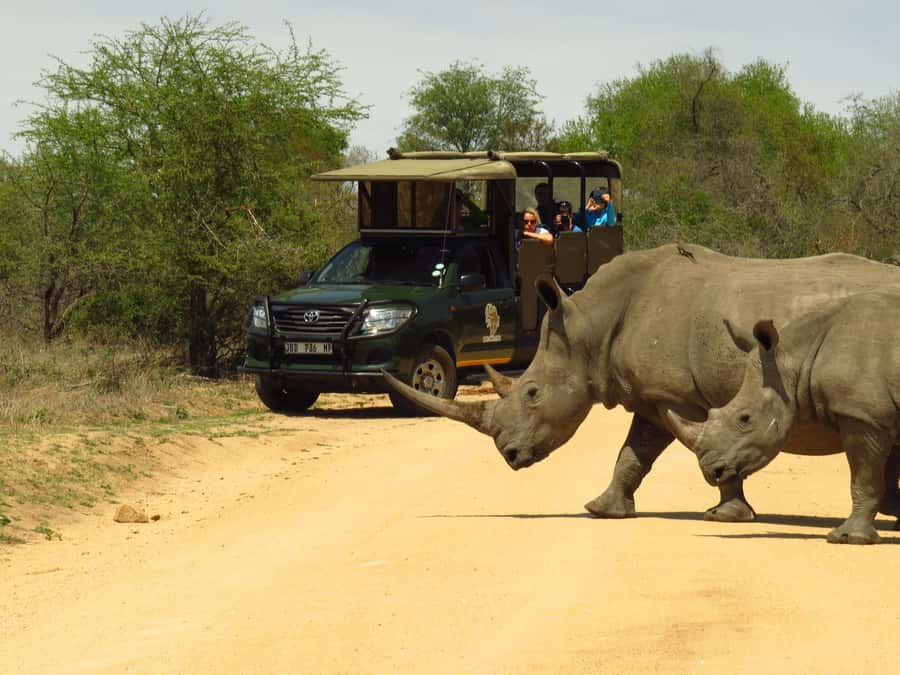 Kruger National Park: Morning Safari - Why a Morning Safari Works So Well