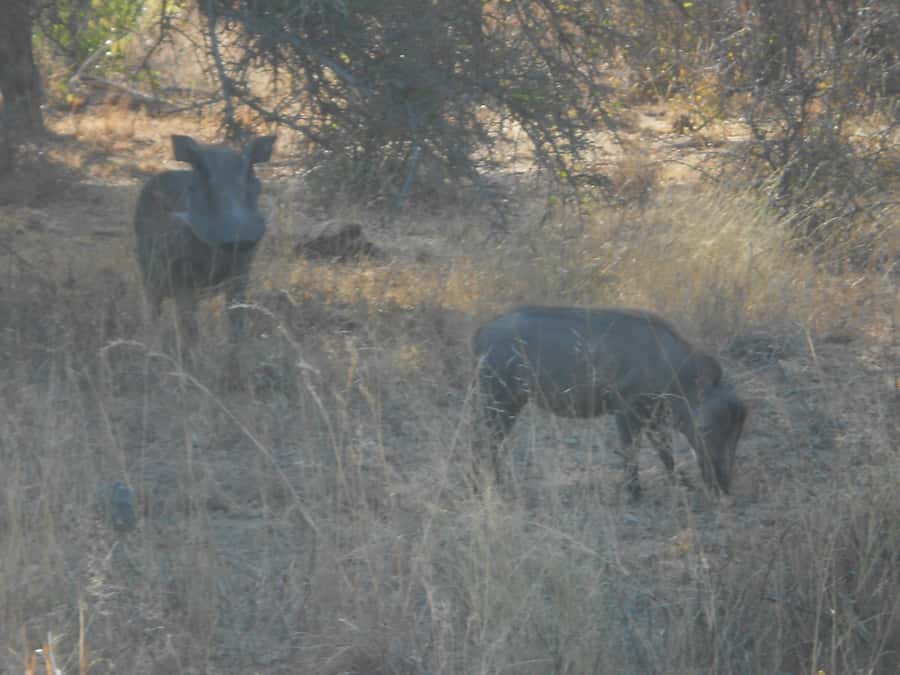 Kruger National Park Morning Safari - More than animals: birds, trees, and people in the park