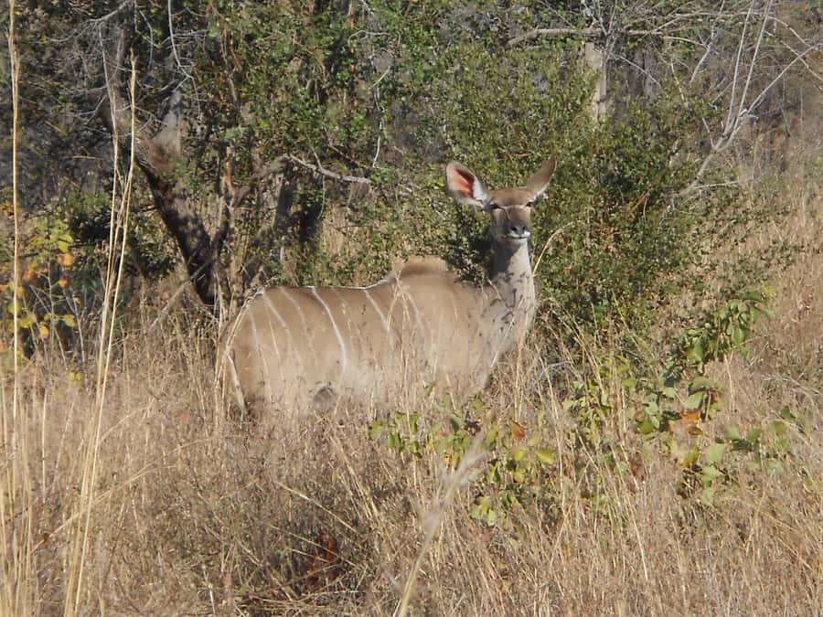 Kruger National Park Morning Safari - Who will enjoy this morning safari most?