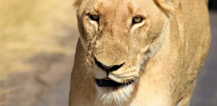 Kruger National Park Morning Safari - Should you book the Kruger morning safari?