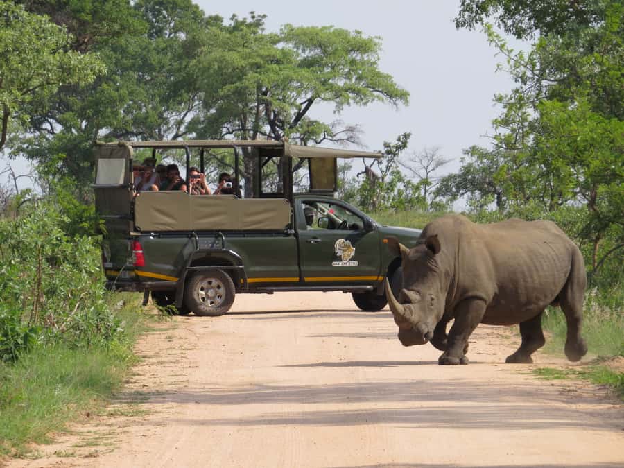 Kruger National Park Morning Safari - Choosing between an open and closed safari vehicle