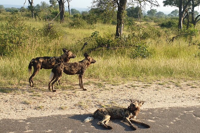 Kruger National Park & Panorama Route From Johannesburg 3 Days & 2 Nights - Booking, cancellation, and weather details