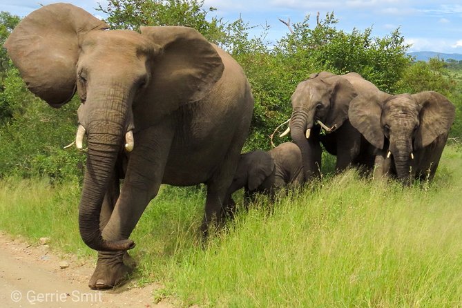 Kruger National Park - Private 3 day, 2 night safari trip. - Key points to know before you book