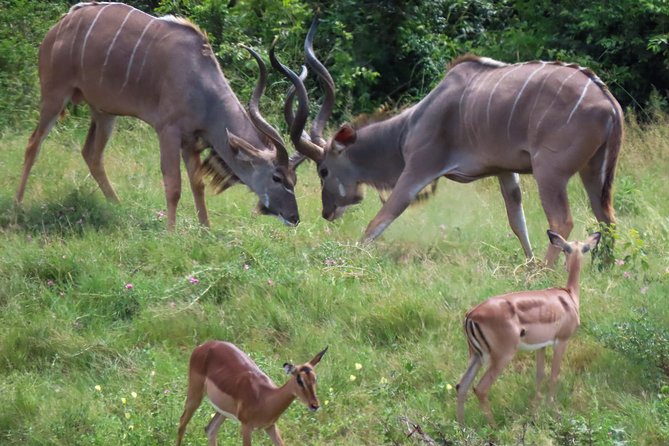 Kruger National Park - Private 3 day, 2 night safari trip. - Why this private Kruger format works