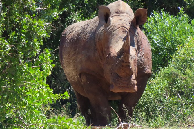 Kruger National Park - Private 3 day, 2 night safari trip. - The full day in Kruger