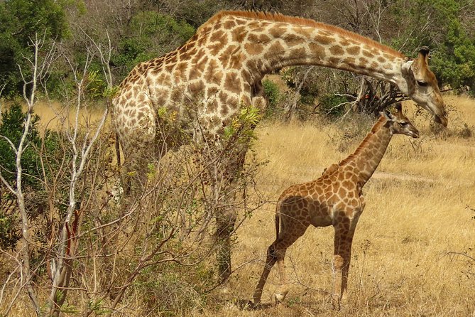 Kruger National Park - Private 3 day, 2 night safari trip. - Arrival at Phabeni, Malelane, or Kruger Gate
