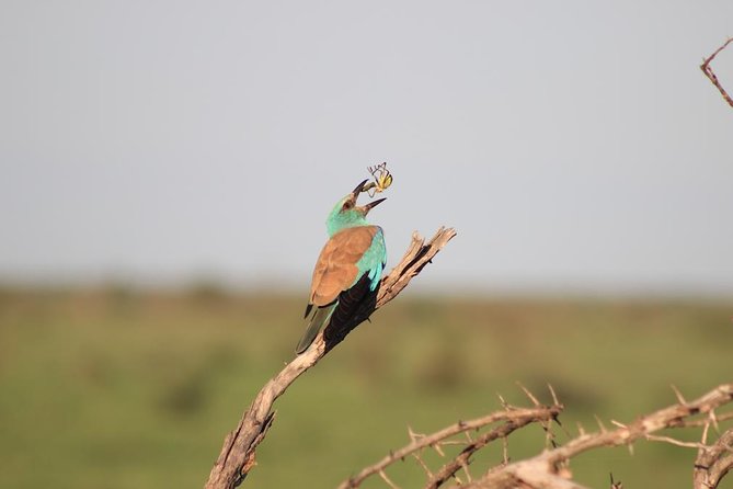 Kruger National Park Private Full-Day Safari - Private Safari Vehicle & Guide - Searching for the Big 5, without chasing a checklist