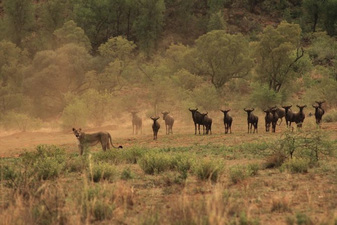 Kruger National Park Private Full-Day Safari - Private Safari Vehicle & Guide - Who will enjoy this Kruger experience most
