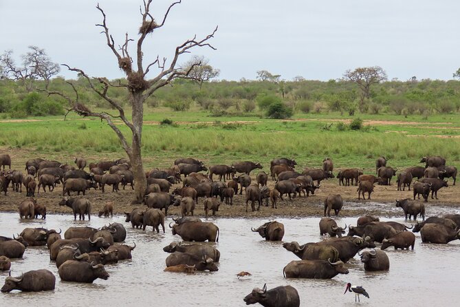 Kruger National Park - Private full day Safari trip. - Pabeni Gate: the first thirty minutes