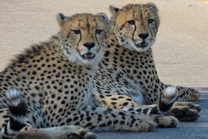 Kruger National Park - Private full day Safari trip. - Nine hours inside Kruger National Park