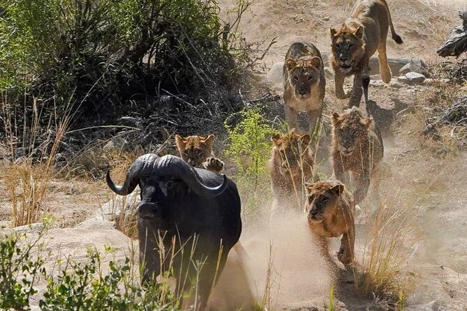 Kruger National Park - Private full day Safari trip. - Big Five hopes, with sensible expectations