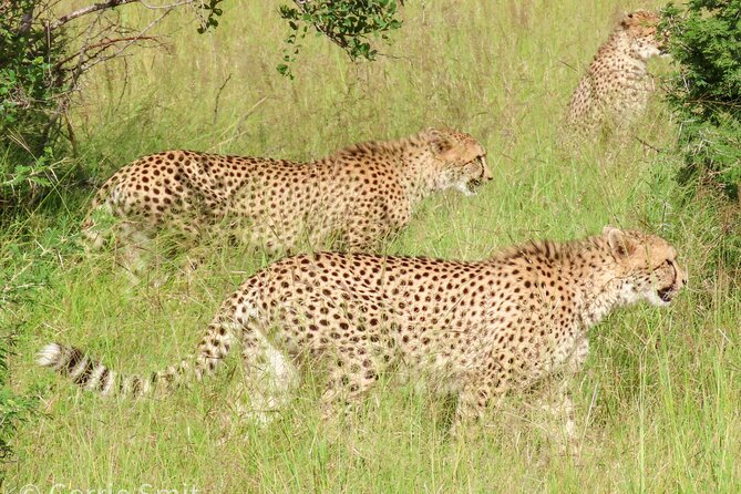 Kruger National Park - Private full day Safari trip. - Private safari value at $166.79