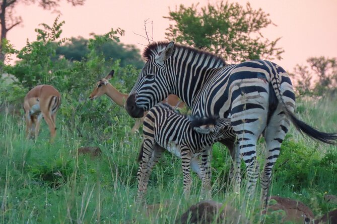 Kruger National Park - Private full day Safari trip. - Communication before the safari