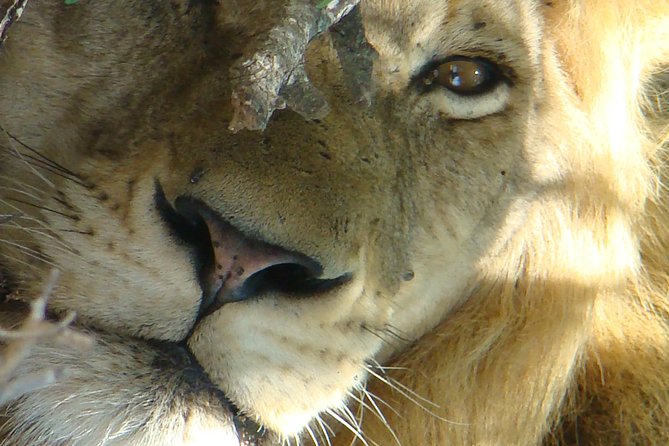 Kruger National Park Private Guided Tour - The 5:00 am start at Kruger National Park