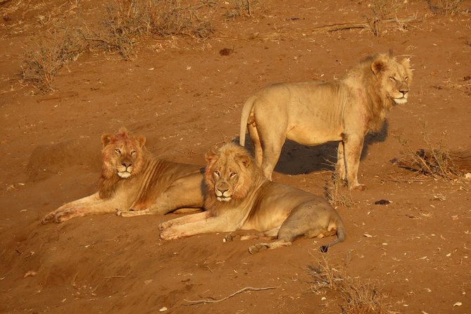 Kruger National Park - Private Sunrise Half day Safari trip. - Meeting at Perry’s Bridge before sunrise
